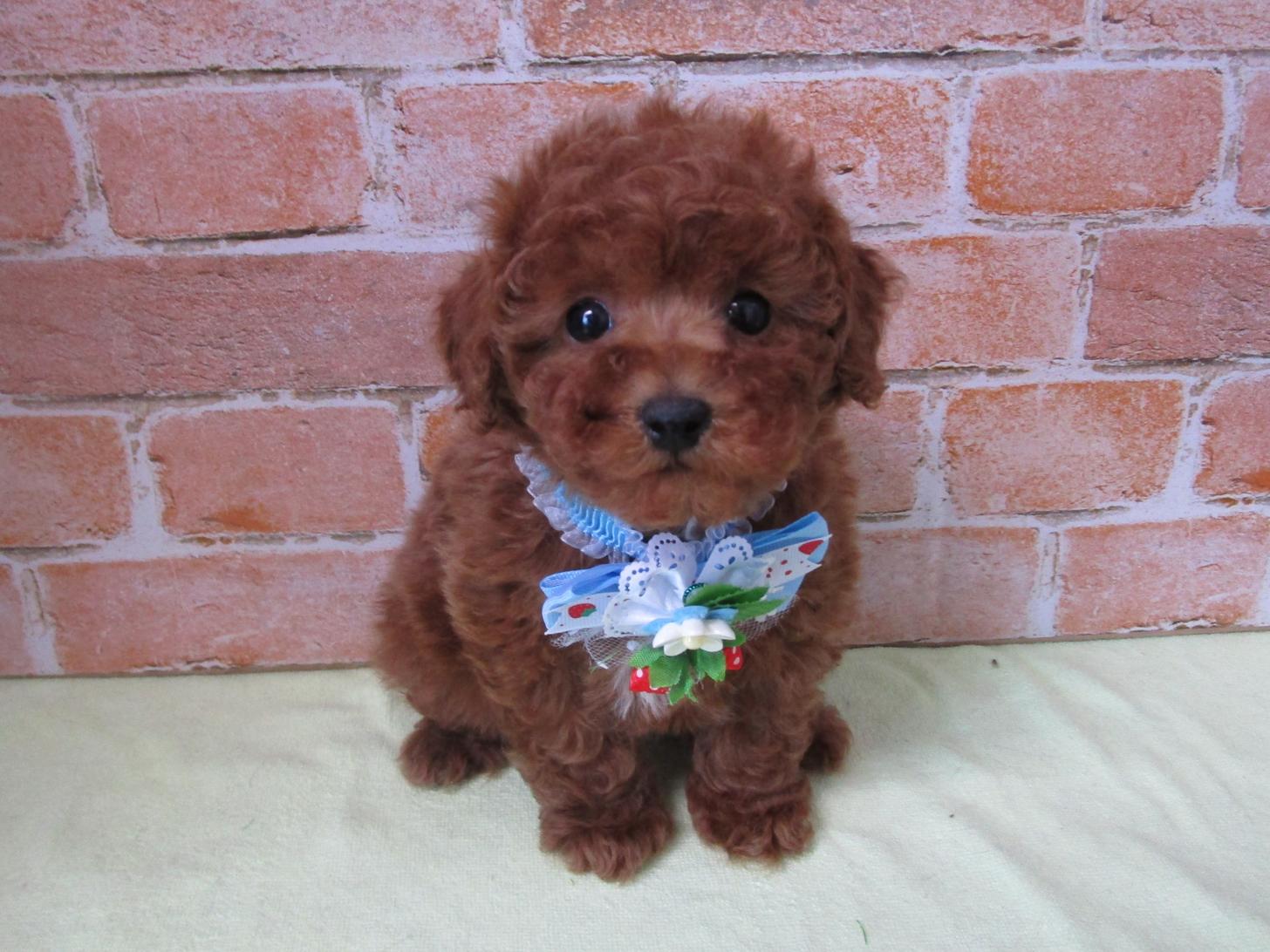 宮城県のトイプードル(トイ) (ズーズーカンパニー 八乙女店/2026年1月5日生まれ/男の子/レッド)の子犬の1枚目の画像