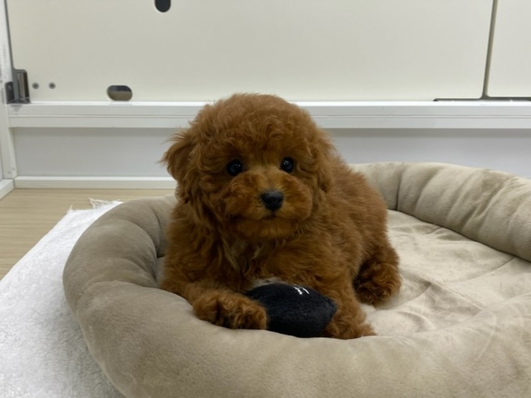 宮城県のトイプードル(トイ) (ズーズーカンパニー 八乙女店/2026年1月5日生まれ/男の子/レッド)の子犬の2枚目の画像