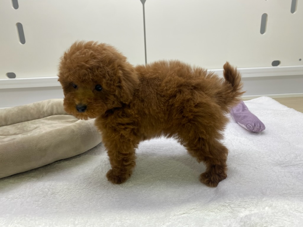 宮城県のトイプードル(トイ) (ズーズーカンパニー 八乙女店/2026年1月5日生まれ/男の子/レッド)の子犬の3枚目の画像