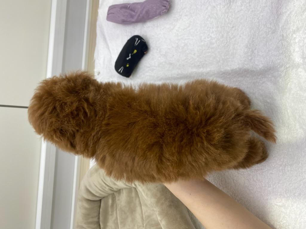 宮城県のトイプードル(トイ) (ズーズーカンパニー 八乙女店/2026年1月5日生まれ/男の子/レッド)の子犬の4枚目の画像