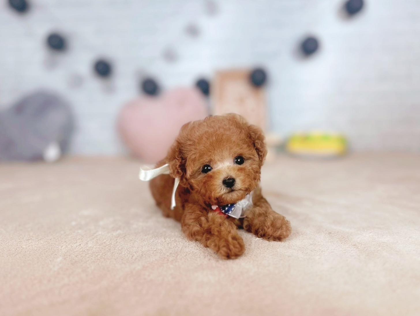 北海道のタイニープードル (ペットショップだんぼ/2025年6月5日生まれ/女の子/レッド)の子犬の3枚目の画像