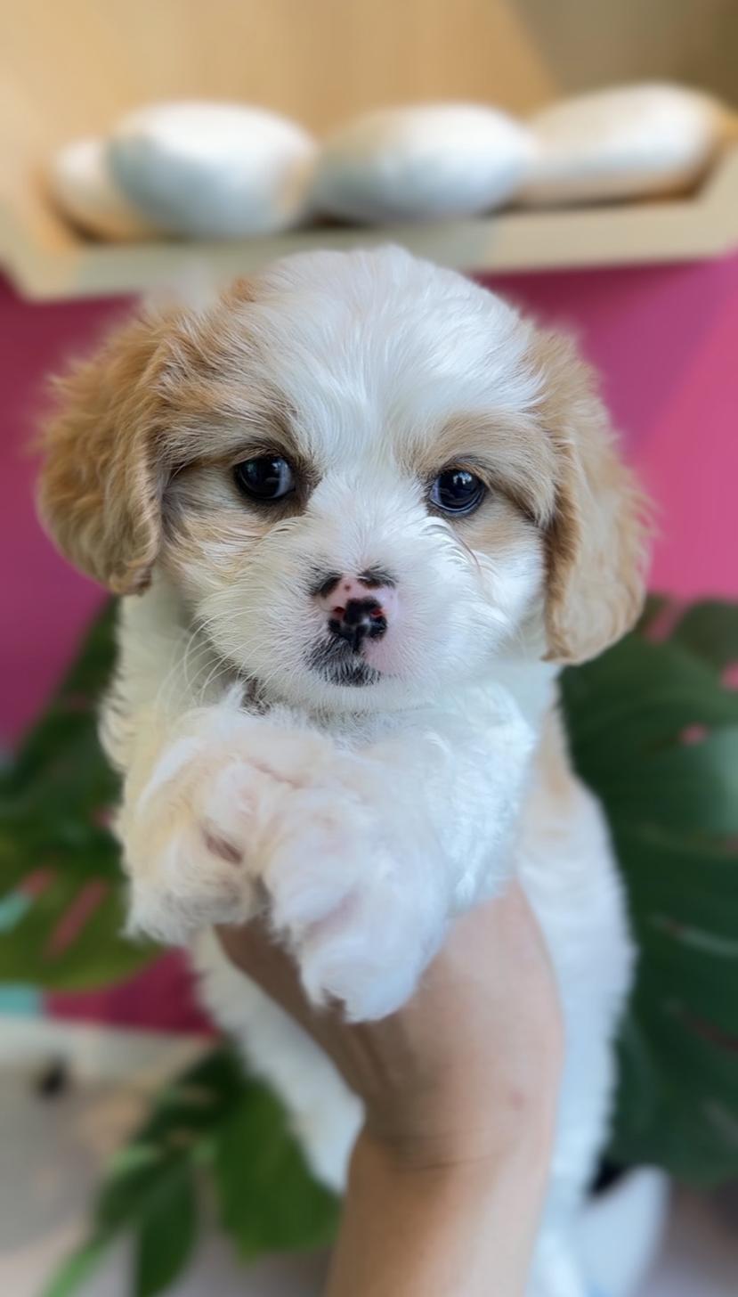 埼玉県のキャバプー(キャバリア×プードル) (PET SHOP Tiny tales/2025年9月13日生まれ/女の子/クリームホワイト)の子犬の1枚目の画像