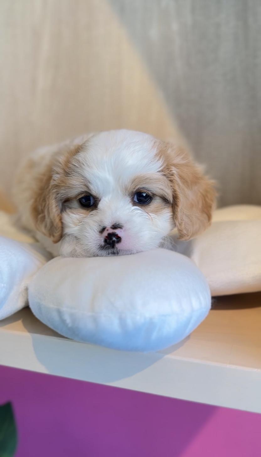 埼玉県のキャバプー(キャバリア×プードル) (PET SHOP Tiny tales/2025年9月13日生まれ/女の子/クリームホワイト)の子犬の2枚目の画像