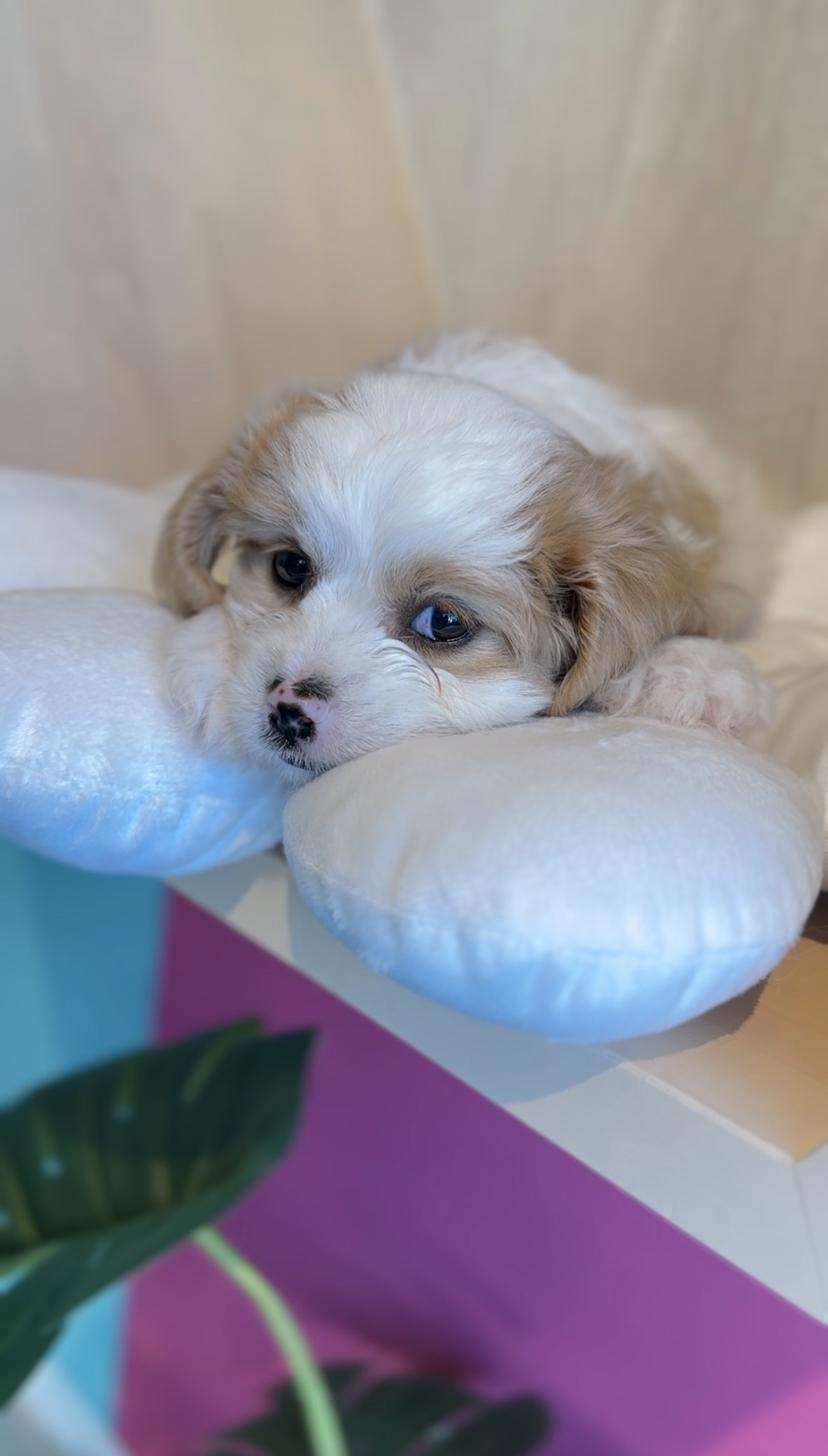 埼玉県のキャバプー(キャバリア×プードル) (PET SHOP Tiny tales/2025年9月13日生まれ/女の子/クリームホワイト)の子犬の3枚目の画像