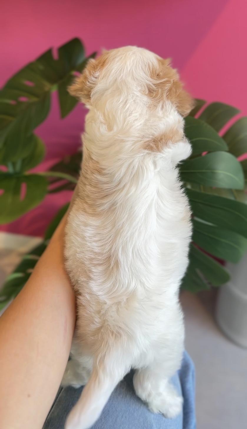 埼玉県のキャバプー(キャバリア×プードル) (PET SHOP Tiny tales/2025年9月13日生まれ/女の子/クリームホワイト)の子犬の4枚目の画像