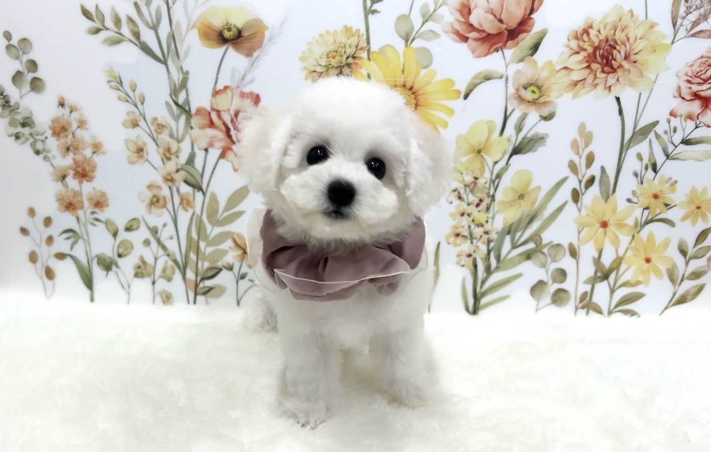 福岡県のビションフリーゼ (ぱぴぷぺっと福岡店/2025年8月14日生まれ/女の子/ホワイト)の子犬の1枚目の画像