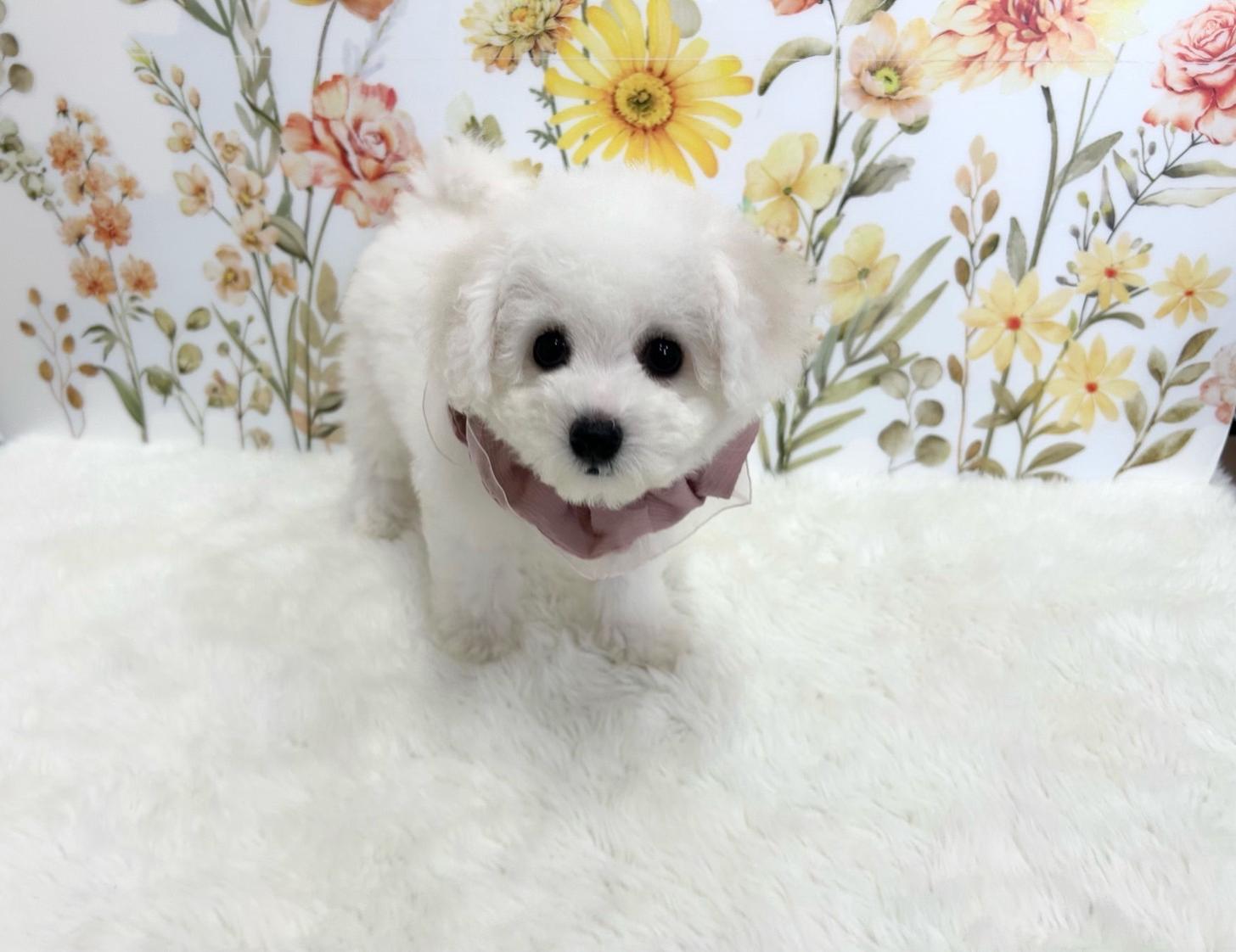 福岡県のビションフリーゼ (ぱぴぷぺっと福岡店/2025年8月14日生まれ/女の子/ホワイト)の子犬の2枚目の画像