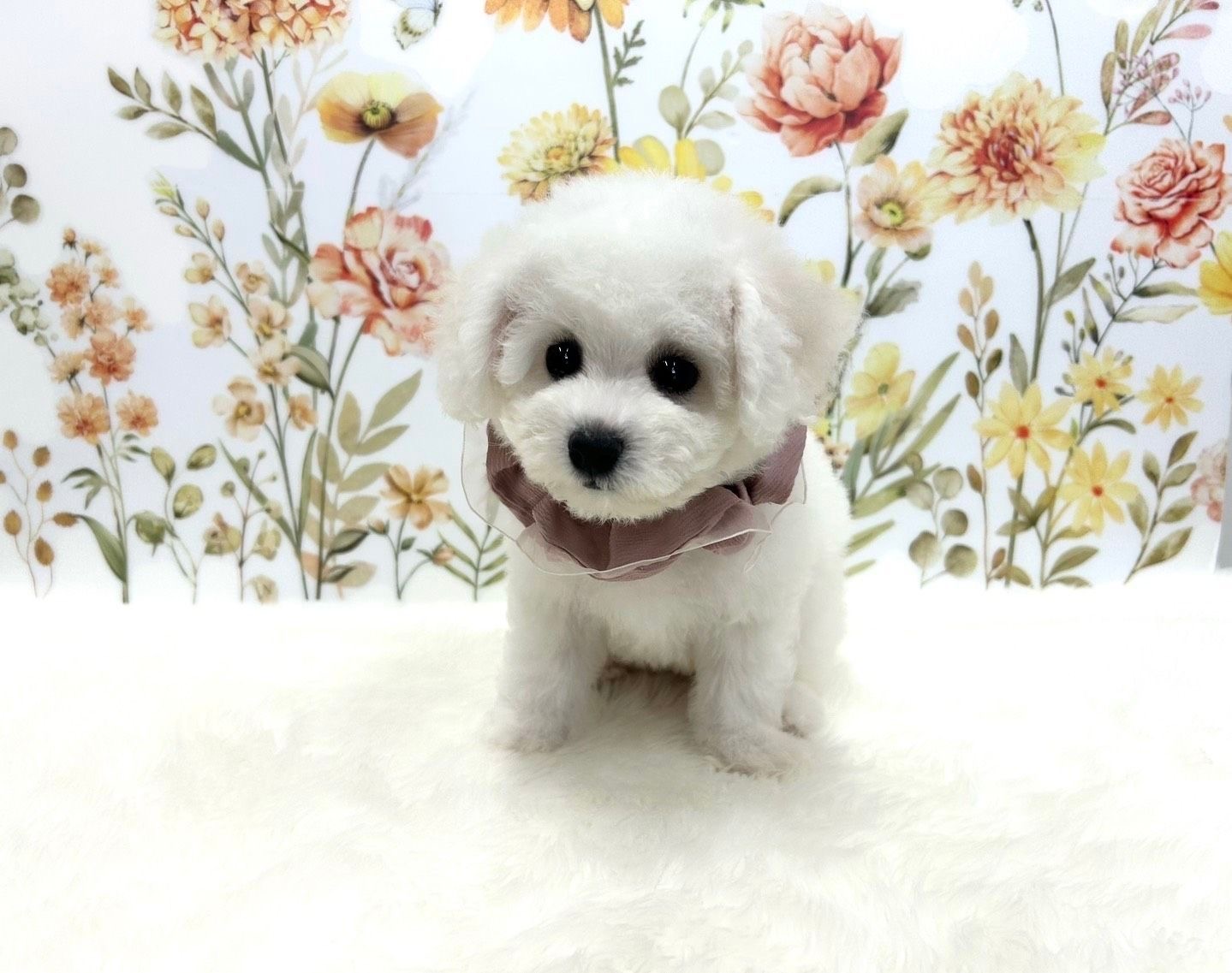 福岡県のビションフリーゼ (ぱぴぷぺっと福岡店/2025年8月14日生まれ/女の子/ホワイト)の子犬の3枚目の画像