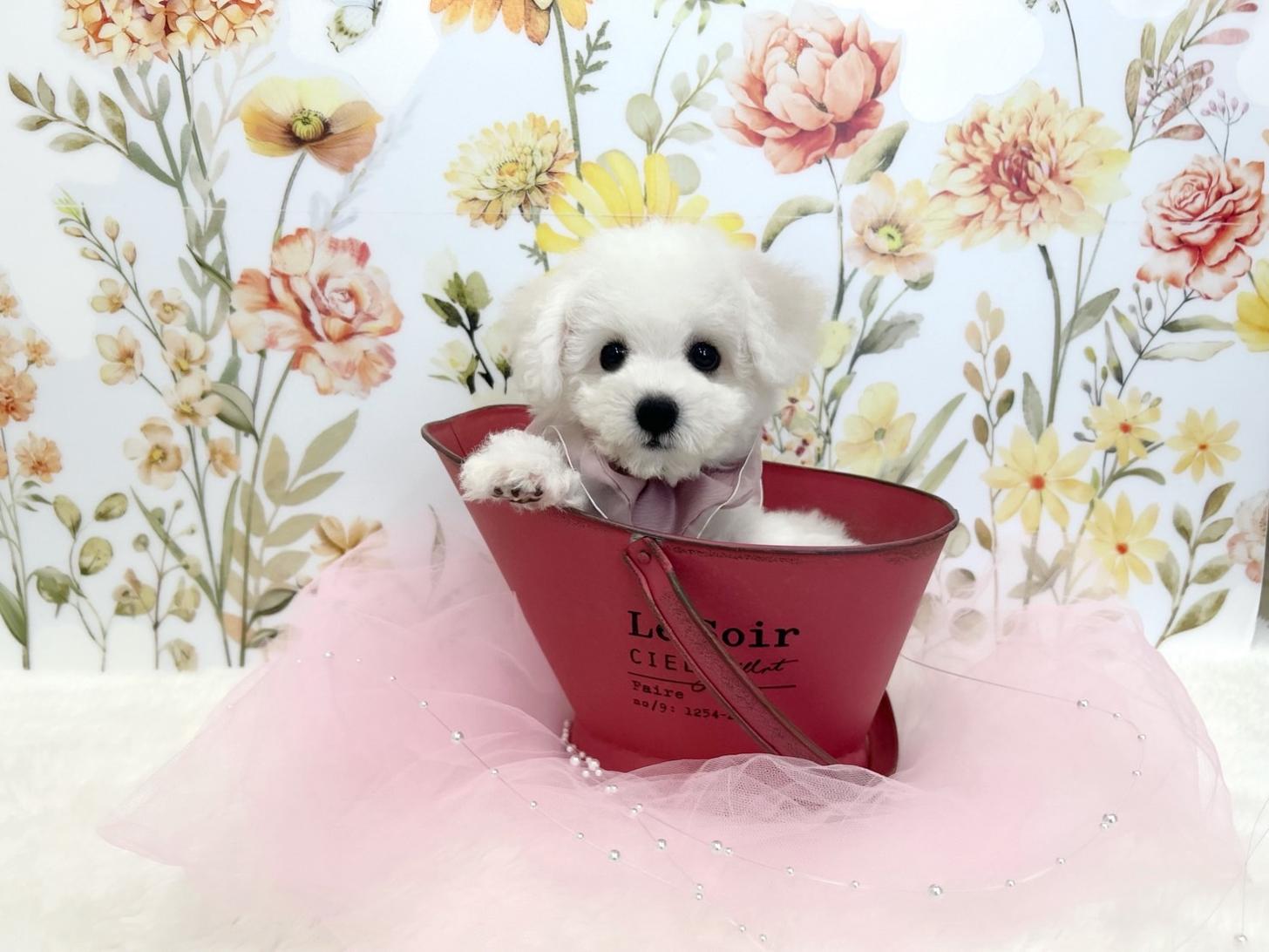 福岡県のビションフリーゼ (ぱぴぷぺっと福岡店/2025年8月14日生まれ/女の子/ホワイト)の子犬の4枚目の画像