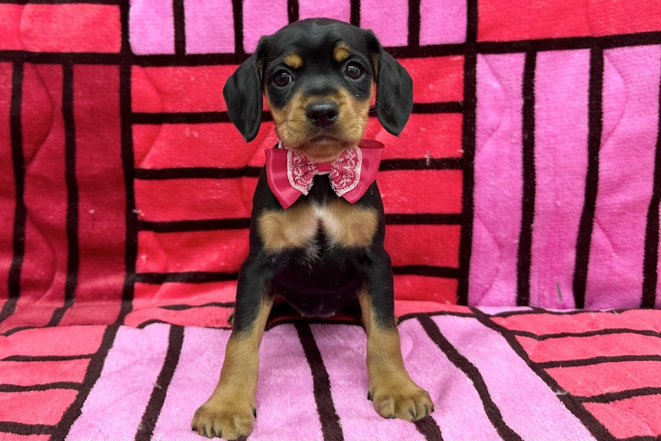 愛知県のハーフ犬・ミックス犬 (ハピースペット鳴海店/2025年3月25日生まれ/女の子/ブラックタン)の子犬