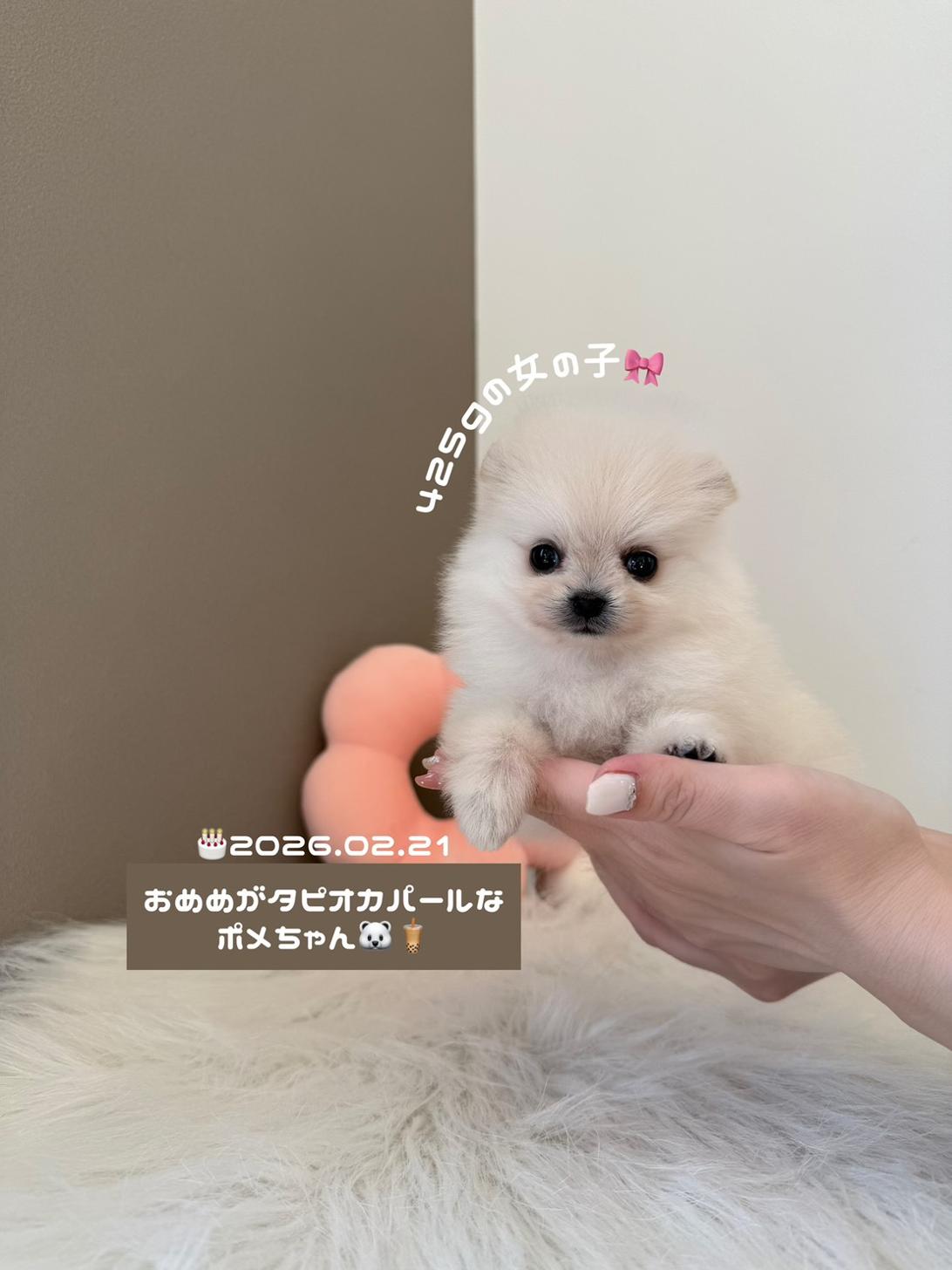 埼玉県のポメラニアン (PETSHOP FATIS/2026年2月21日生まれ/女の子/クリーム)の子犬の1枚目の画像