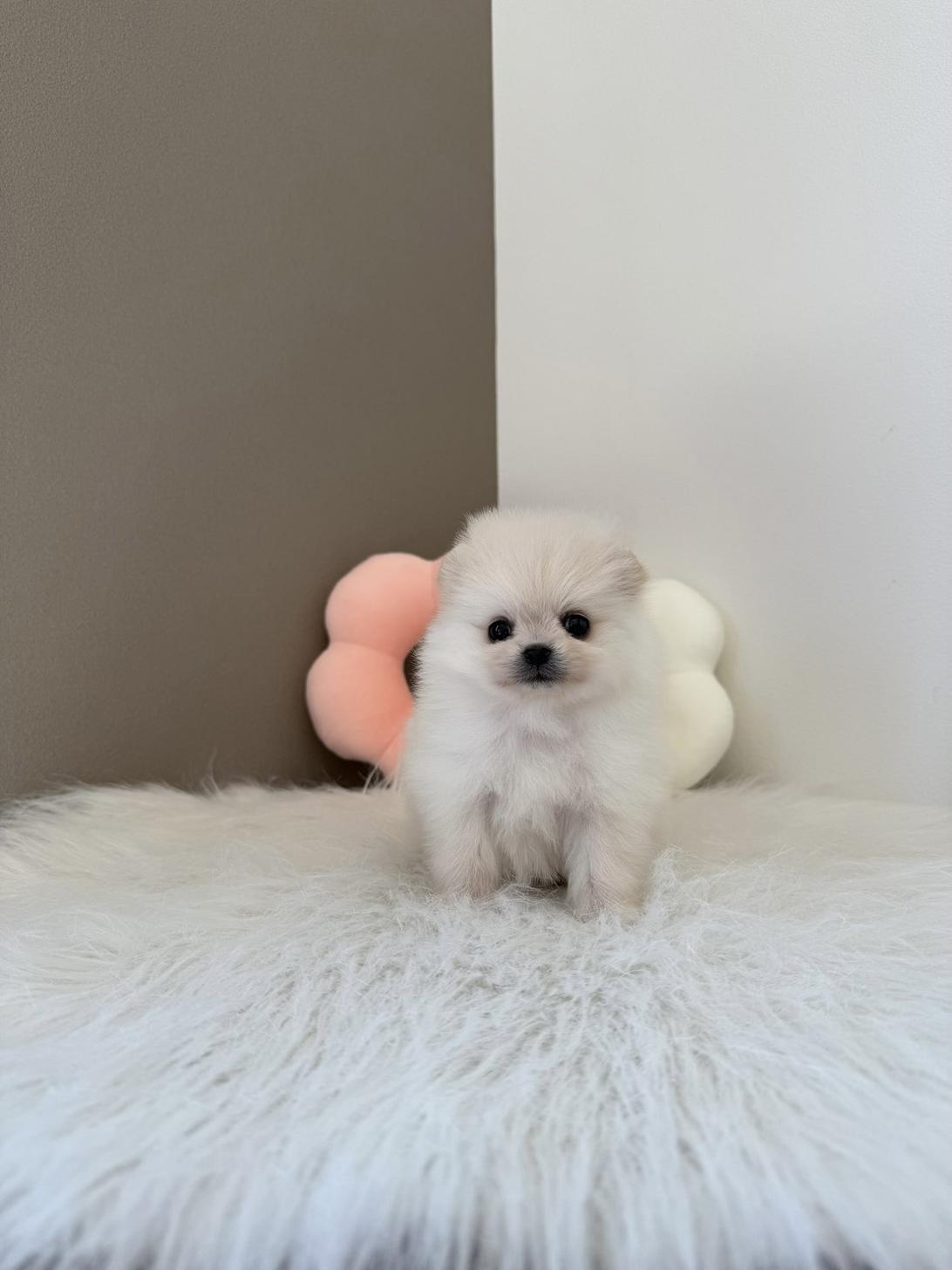 埼玉県のポメラニアン (PETSHOP FATIS/2026年2月21日生まれ/女の子/クリーム)の子犬の2枚目の画像
