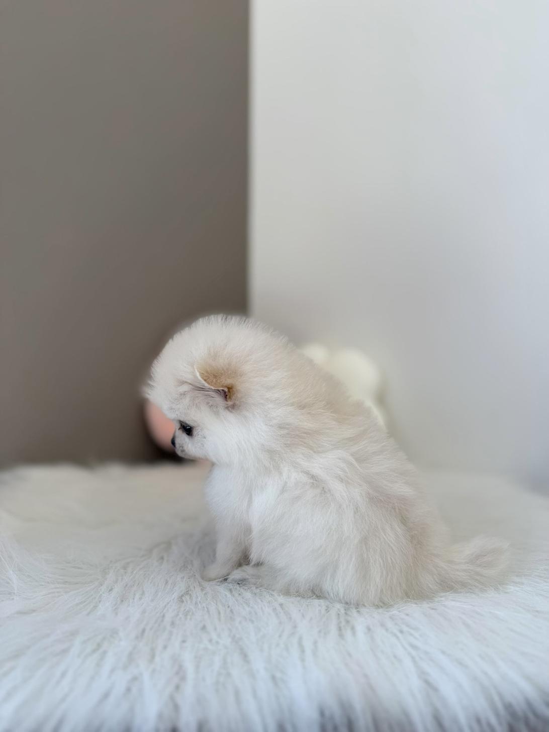 埼玉県のポメラニアン (PETSHOP FATIS/2026年2月21日生まれ/女の子/クリーム)の子犬の3枚目の画像