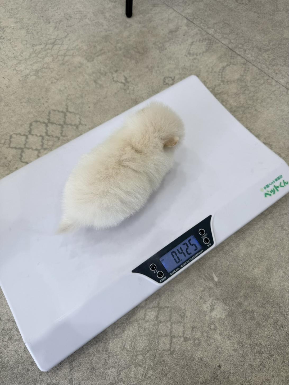 埼玉県のポメラニアン (PETSHOP FATIS/2026年2月21日生まれ/女の子/クリーム)の子犬の4枚目の画像