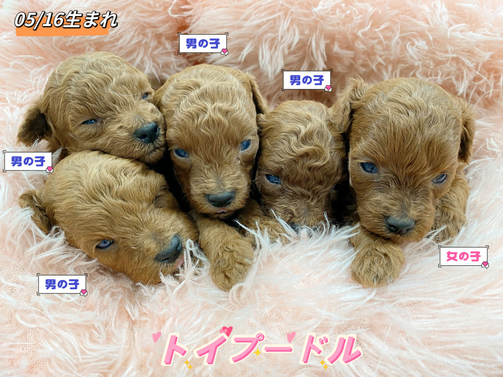 新潟県のトイプードル(トイ) (竹内ペット 新津本店/2026年5月16日生まれ/男の子/レッド)の子犬