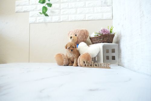 滋賀県のトイプードル(タイニー) (いっぷく湖南店/2026年4月25日生まれ/男の子/レッドフォーン)の子犬の4枚目の画像