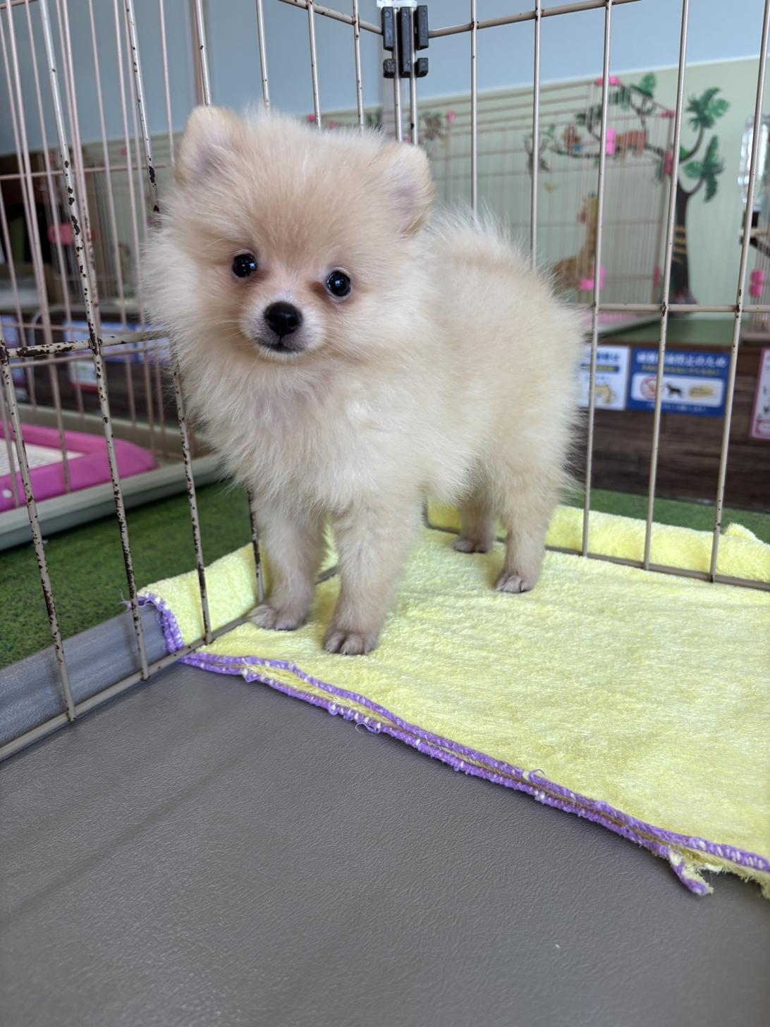 愛知県のポメラニアン (子いぬの足あと/2025年5月16日生まれ/男の子/クリーム)の子犬