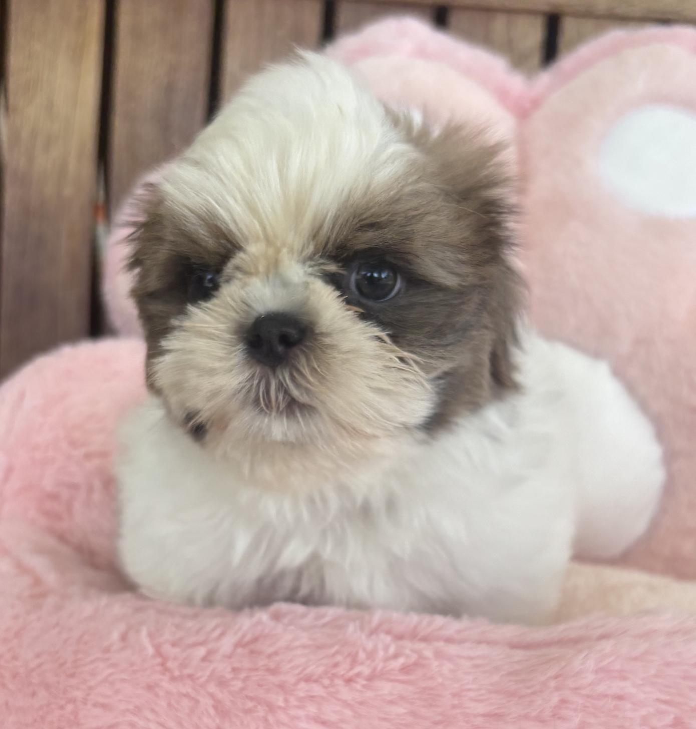 佐賀県のシーズー (スタードッグス新鳥栖店/2025年12月27日生まれ/男の子/ゴールドホワイト)の子犬の1枚目の画像