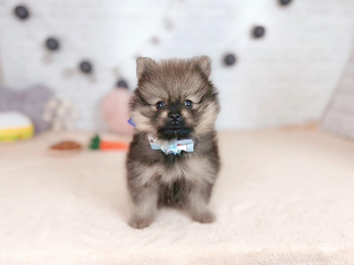 北海道のポメラニアン (ペットショップだんぼ/2025年7月31日生まれ/男の子/ウルフセーブル)の子犬の1枚目の画像