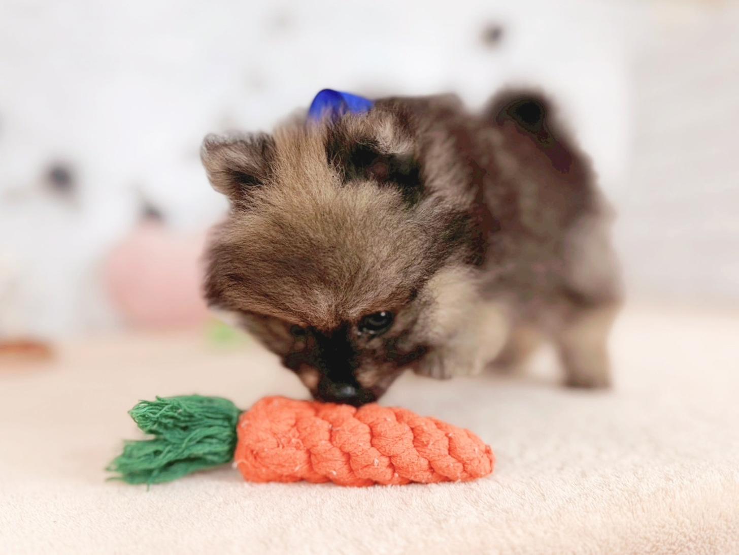 北海道のポメラニアン (ペットショップだんぼ/2025年7月31日生まれ/男の子/ウルフセーブル)の子犬の4枚目の画像
