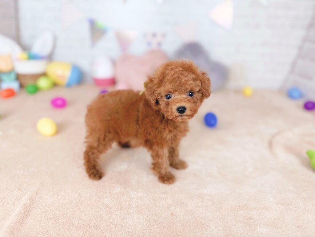 北海道のトイプードル(トイ) (ペットショップだんぼ/2026年7月23日生まれ/女の子/レッド)の子犬の2枚目の画像