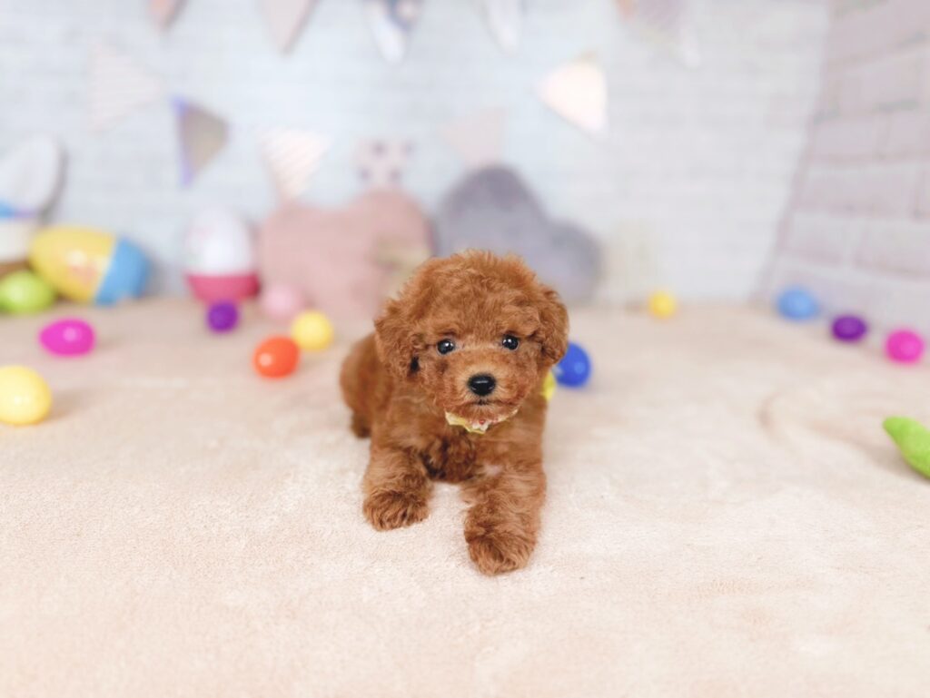 北海道のトイプードル(トイ) (ペットショップだんぼ/2026年7月23日生まれ/女の子/レッド)の子犬の3枚目の画像