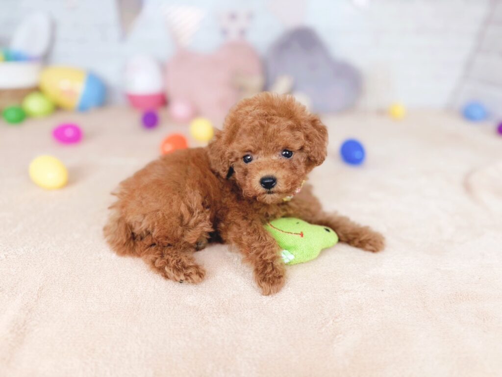 北海道のトイプードル(トイ) (ペットショップだんぼ/2026年7月23日生まれ/女の子/レッド)の子犬の4枚目の画像