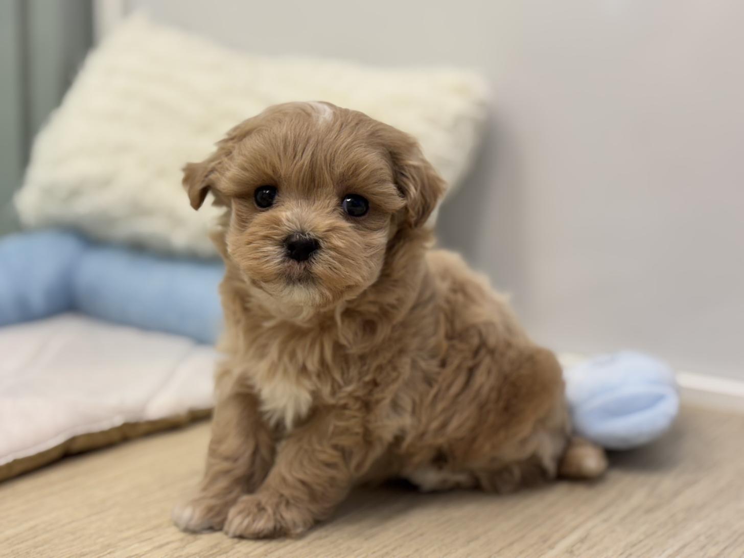 神奈川県のマルプー(マルチーズ×プードル) (Doggy Style 小田原店/2025年6月21日生まれ/男の子/アプリコット)の子犬の2枚目の画像