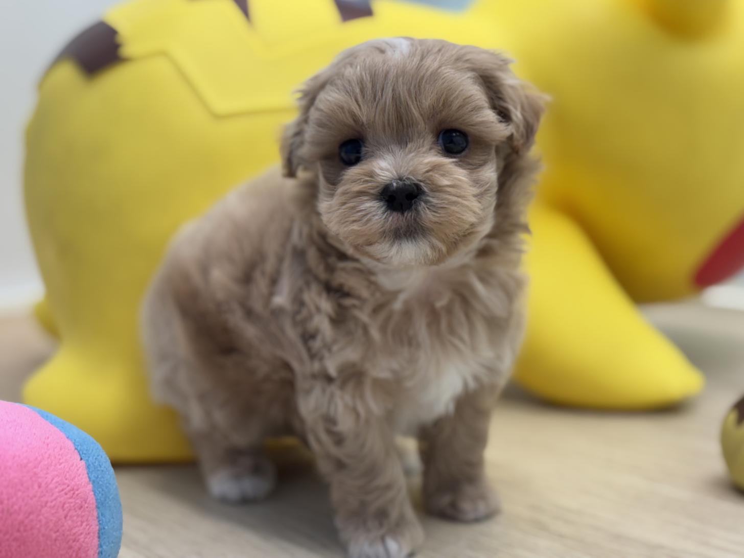 神奈川県のマルプー(マルチーズ×プードル) (Doggy Style 小田原店/2025年6月21日生まれ/男の子/アプリコット)の子犬の3枚目の画像