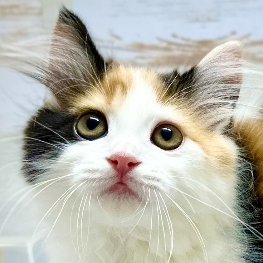 神奈川県のラガマフィン (にゃんこハウスPAW/2024年2月1日生まれ/女の子/キャリコ)の子猫