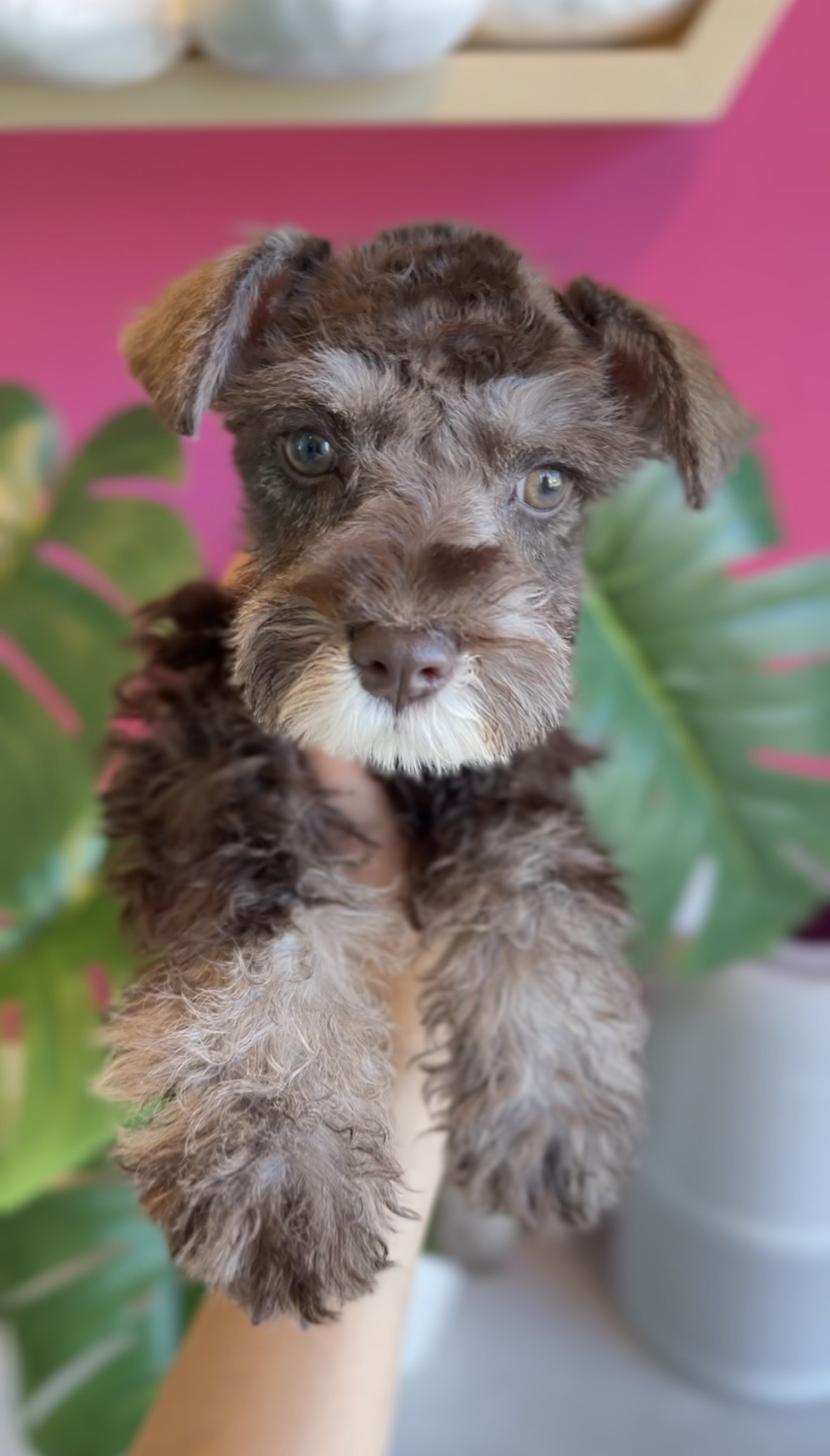 埼玉県のミニチュアシュナウザー (PET SHOP Tiny tales/2025年10月11日生まれ/女の子/レバーペッパー)の子犬の1枚目の画像