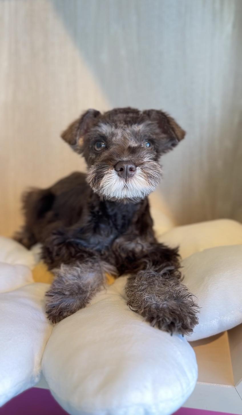 埼玉県のミニチュアシュナウザー (PET SHOP Tiny tales/2025年10月11日生まれ/女の子/レバーペッパー)の子犬の2枚目の画像