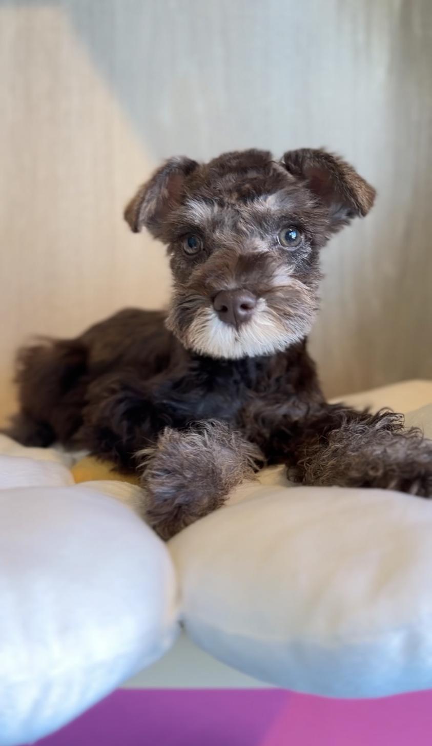 埼玉県のミニチュアシュナウザー (PET SHOP Tiny tales/2025年10月11日生まれ/女の子/レバーペッパー)の子犬の3枚目の画像