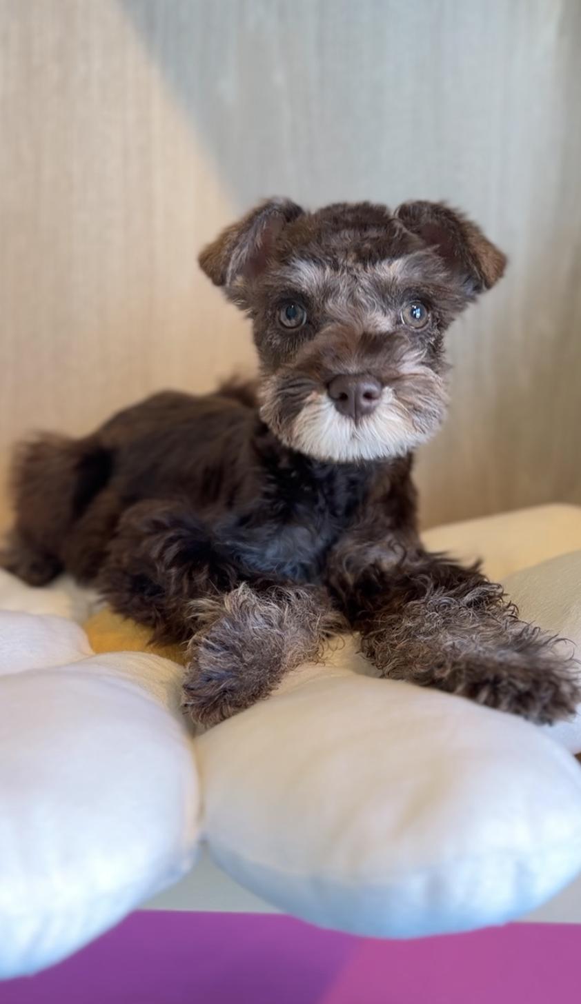 埼玉県のミニチュアシュナウザー (PET SHOP Tiny tales/2025年10月11日生まれ/女の子/レバーペッパー)の子犬の4枚目の画像