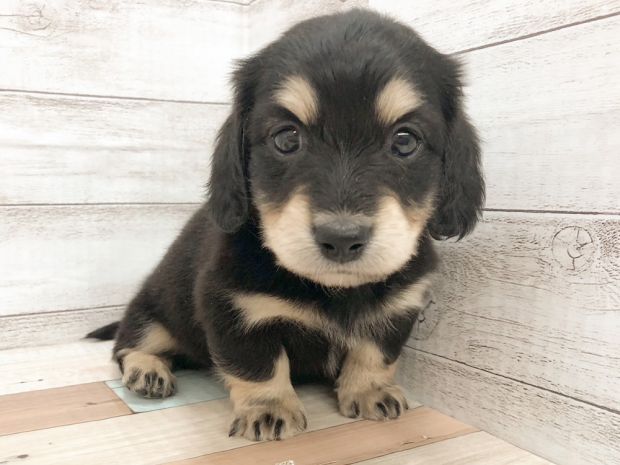 新潟県のミニチュアダックスフンド(ロング) (竹内ペット 新津本店/2026年1月31日生まれ/女の子/ブラックタン)の子犬の1枚目の画像