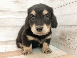 新潟県のミニチュアダックスフンド(ロング) (竹内ペット 新津本店/2026年1月31日生まれ/女の子/ブラックタン)の子犬の2枚目の画像