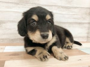 新潟県のミニチュアダックスフンド(ロング) (竹内ペット 新津本店/2026年1月31日生まれ/女の子/ブラックタン)の子犬の3枚目の画像