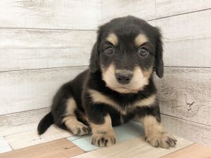 新潟県のミニチュアダックスフンド(ロング) (竹内ペット 新津本店/2026年1月31日生まれ/女の子/ブラックタン)の子犬の4枚目の画像