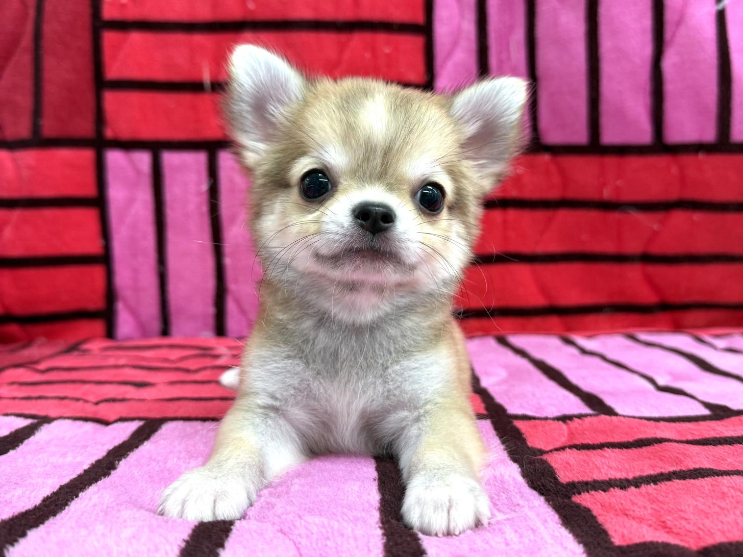 愛知県のチワワ(ロング) (ハピースペット春日井アミーゴ店/2025年10月7日生まれ/男の子/レッドホワイト)の子犬の1枚目の画像