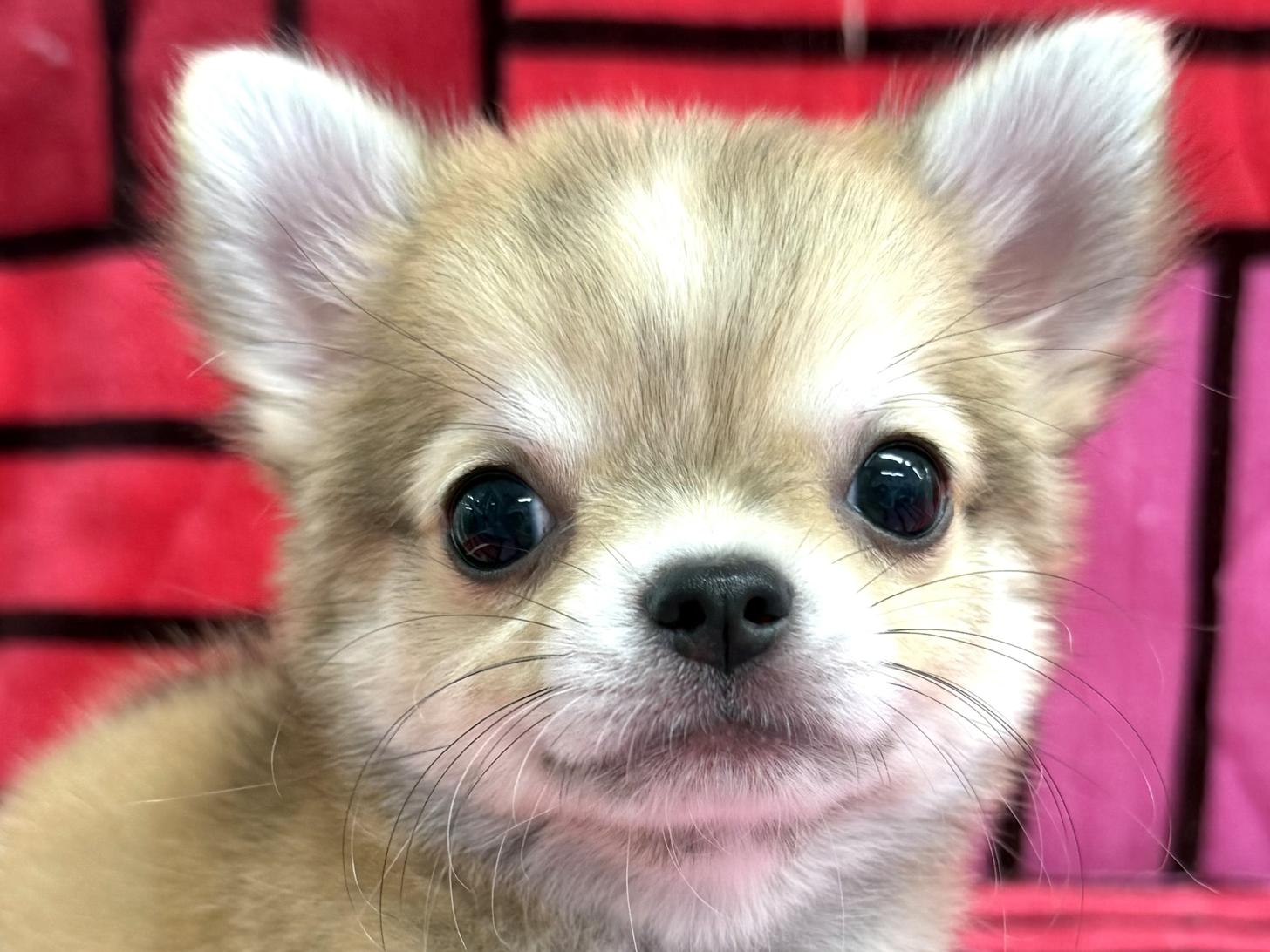 愛知県のチワワ(ロング) (ハピースペット春日井アミーゴ店/2025年10月7日生まれ/男の子/レッドホワイト)の子犬の2枚目の画像