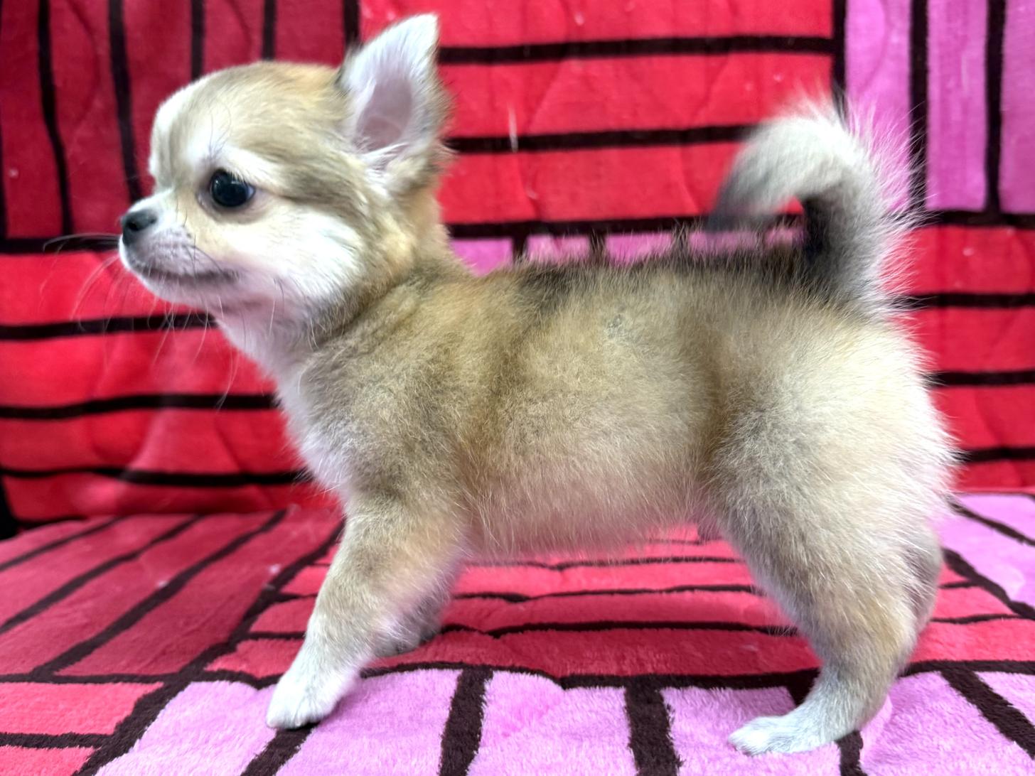 愛知県のチワワ(ロング) (ハピースペット春日井アミーゴ店/2025年10月7日生まれ/男の子/レッドホワイト)の子犬の4枚目の画像