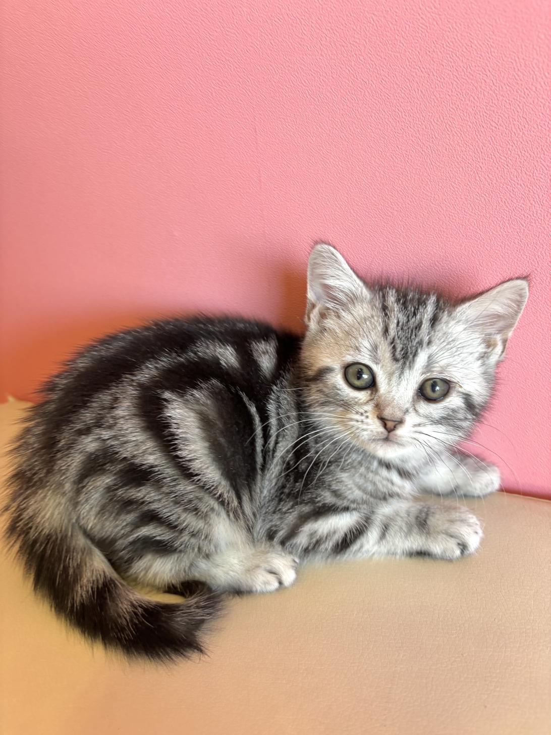 埼玉県のアメリカンショートヘアー (ペッツスマイル南中野店/2026年1月5日生まれ/男の子/シルバータビー)の子猫の1枚目の画像
