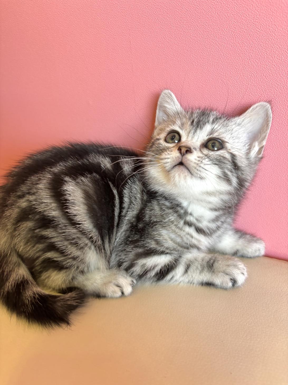 埼玉県のアメリカンショートヘアー (ペッツスマイル南中野店/2026年1月5日生まれ/男の子/シルバータビー)の子猫の2枚目の画像