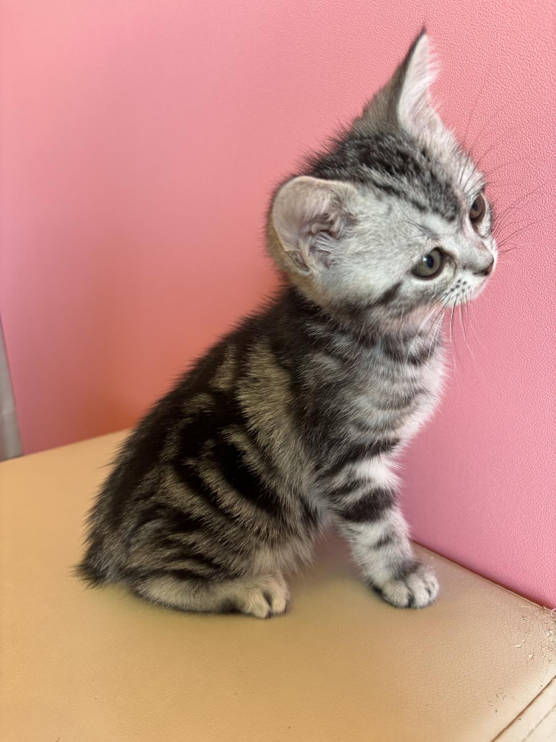 埼玉県のアメリカンショートヘアー (ペッツスマイル南中野店/2026年1月5日生まれ/男の子/シルバータビー)の子猫の3枚目の画像