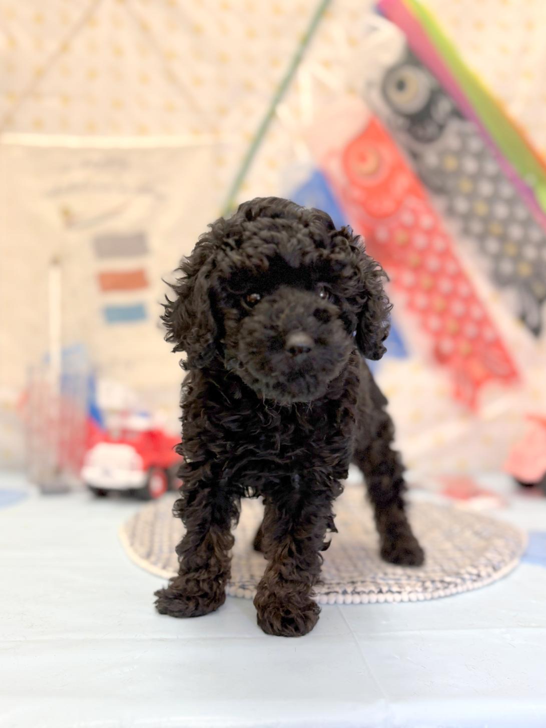北海道のトイプードル(トイ) (ラブワンコ平岸店/2026年2月27日生まれ/女の子/ブラックタン)の子犬