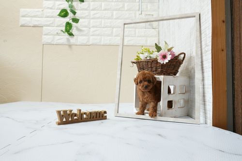 滋賀県のトイプードル(タイニー) (いっぷく湖南店/2026年1月12日生まれ/女の子/レッドフォーン)の子犬の2枚目の画像