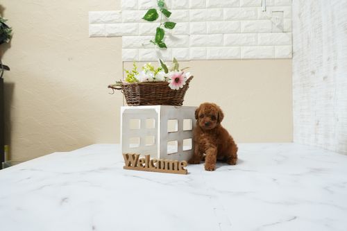 滋賀県のトイプードル(タイニー) (いっぷく湖南店/2026年1月12日生まれ/女の子/レッドフォーン)の子犬の3枚目の画像