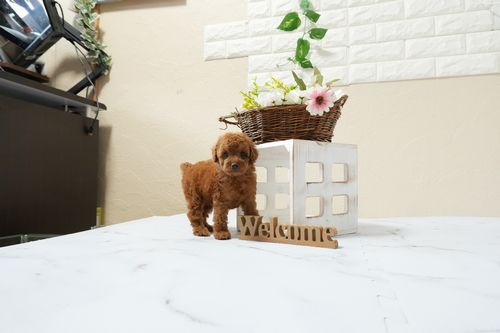 滋賀県のトイプードル(タイニー) (いっぷく湖南店/2026年1月12日生まれ/女の子/レッドフォーン)の子犬の4枚目の画像