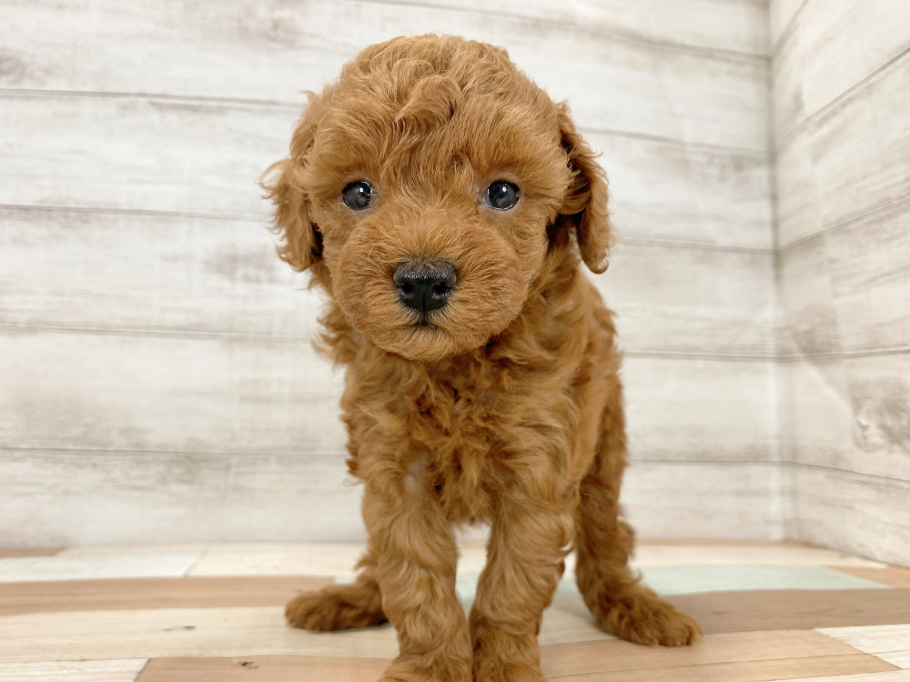 新潟県のトイプードル(トイ) (竹内ペット 新津本店/2026年7月23日生まれ/男の子/レッド)の子犬の1枚目の画像