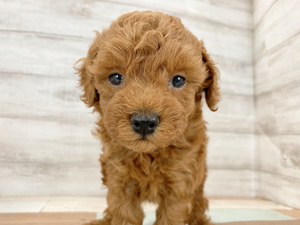 新潟県のトイプードル(トイ) (竹内ペット 新津本店/2026年7月23日生まれ/男の子/レッド)の子犬の2枚目の画像